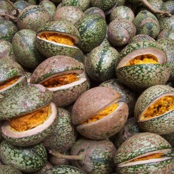 Price: €1.95 - Semi di Voacanga africana - 