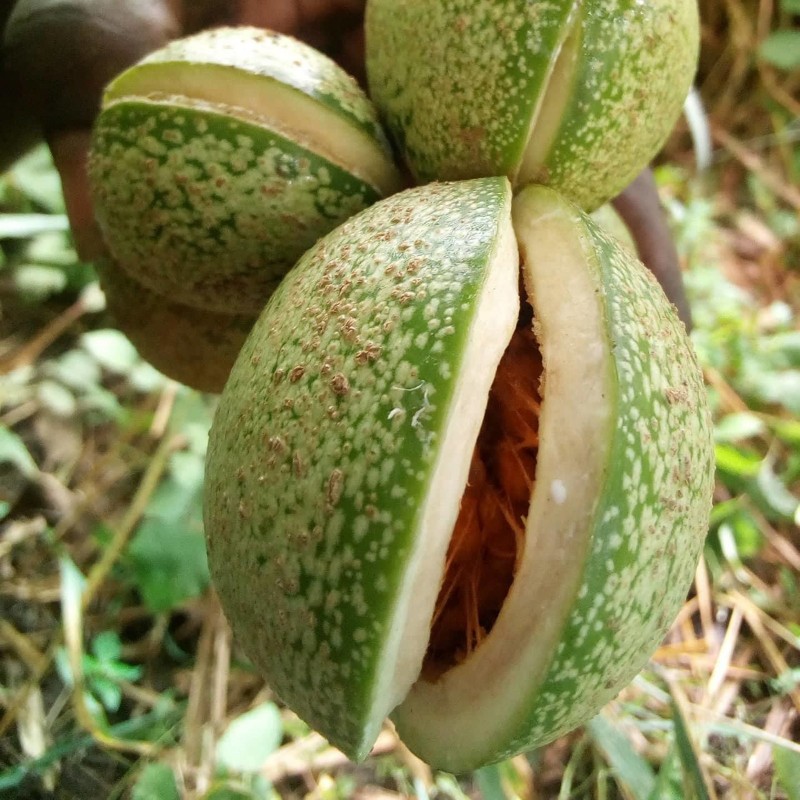 Voacanga africana Seeds | €1.95