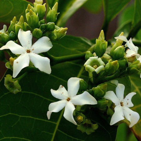 Voacanga africana Seeds | €1.95
