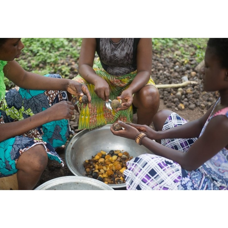 Voacanga africana Seeds | €1.95