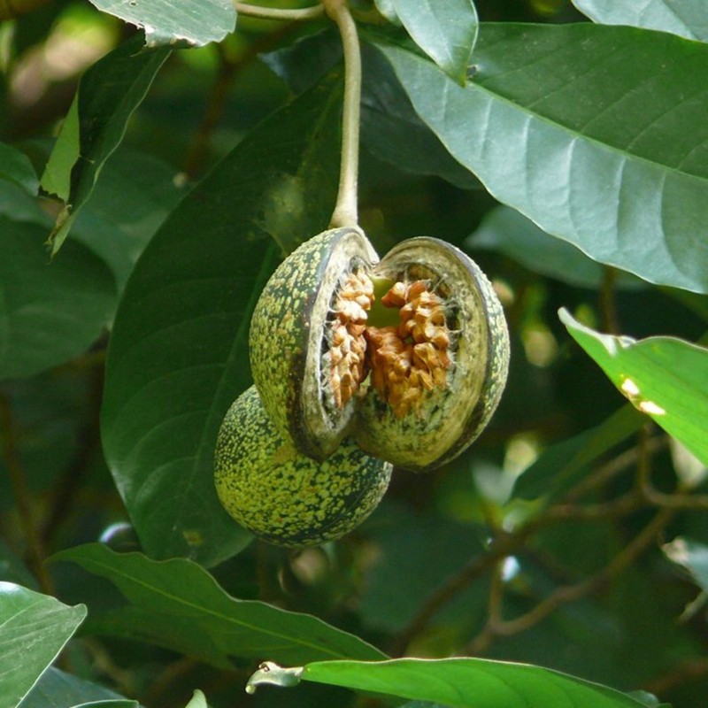Voacanga africana Graines