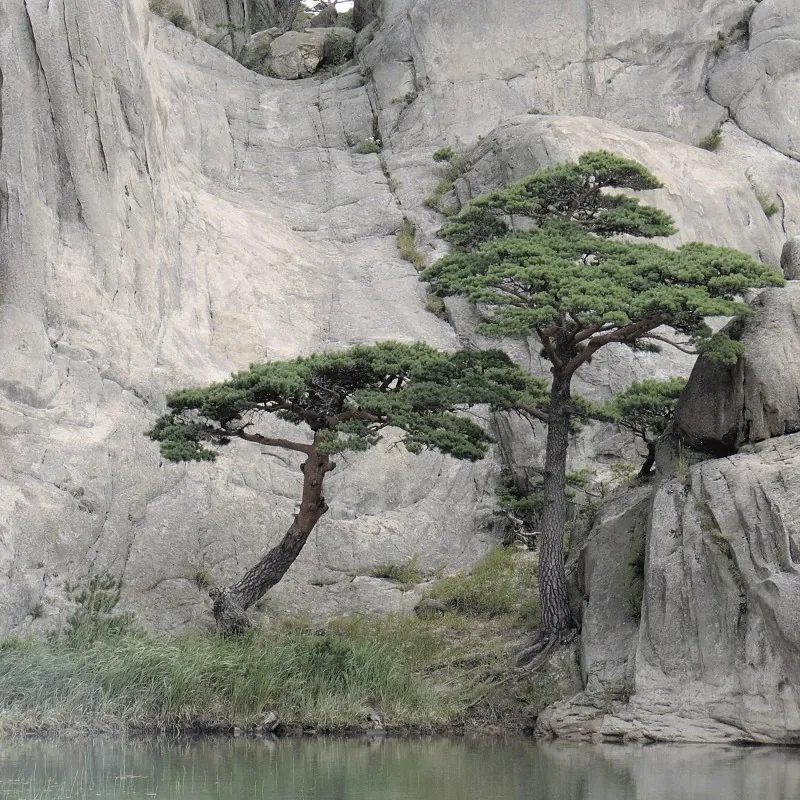 Graines de Pin rouge du Japon