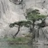 Graines de Pin rouge du Japon
