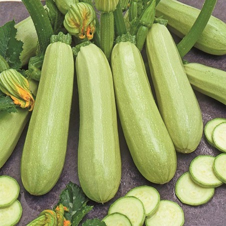 Price: €1.85 - Zucchini Frön Lungo Bianco di Sicilia -