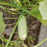 Price: €1.85 - Semillas de Calabacín Blanco Sicilia - 