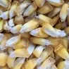 Semi di mais peruviano Chulpe - Cancha Giallo