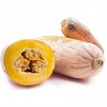Price: €1.95 - Jättepumpa - Squash Fröer Jumbo Pink Banana - Seeds Gallery