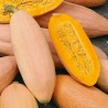Price: €1.95 - Jättepumpa - Squash Fröer Jumbo Pink Banana - Seeds Gallery