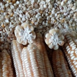 Price: €1.45 - Graines de maïs Osmak (huit rangées) - 
