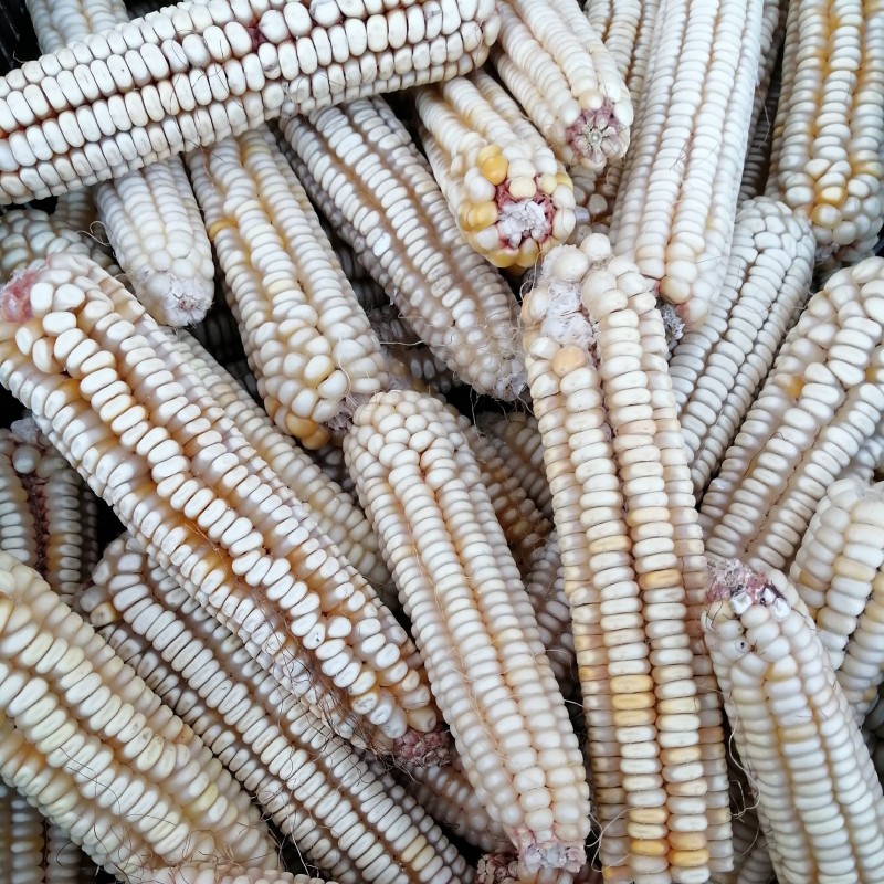 Nasiona kukurydzy Osmak (osiem rzędów) | 1,45 €
