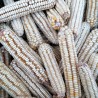 Kukuruz Osmak seme (osam redova) | 1,45 €