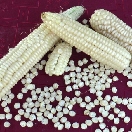 Kukuruz Osmak seme (osam redova) | 1,45 €