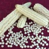 Kukuruz Osmak seme (osam redova) | 1,45 €