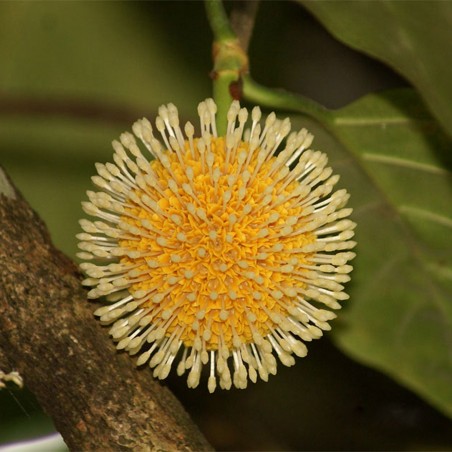Price: €2.15 - Afrikanische Pfirsichsamen (Nauclea latifolia) -