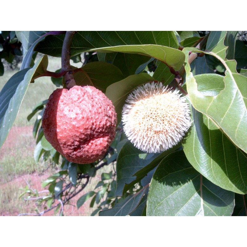 Price: €2.15 - Afrikanische Pfirsichsamen (Nauclea latifolia) - 