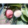 Price: €2.15 - Afrikanische Pfirsichsamen (Nauclea latifolia) - 