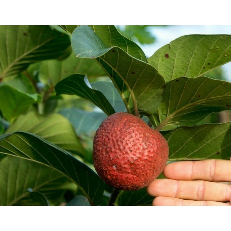 Price: €2.15 - Afrikanische Pfirsichsamen (Nauclea latifolia) - 