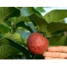 Price: €2.15 - Afrikanische Pfirsichsamen (Nauclea latifolia) - 