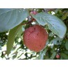 Price: €2.15 - Afrikanische Pfirsichsamen (Nauclea latifolia) - 