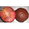 Price: €2.15 - Afrikanische Pfirsichsamen (Nauclea latifolia) - 