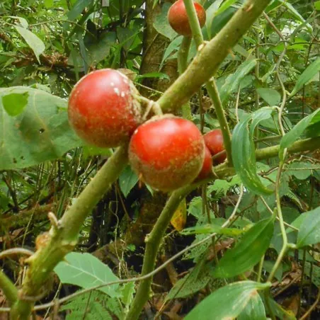 Fuzzyfruit nightshade magok (Solanum candidum)