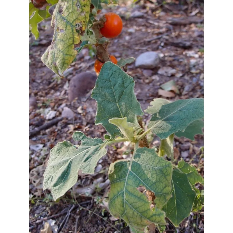 Fuzzyfruit nightshade zaden (Solanum candidum)