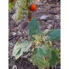 Graines de Fuzzyfruit nightshade (Solanum candidum)