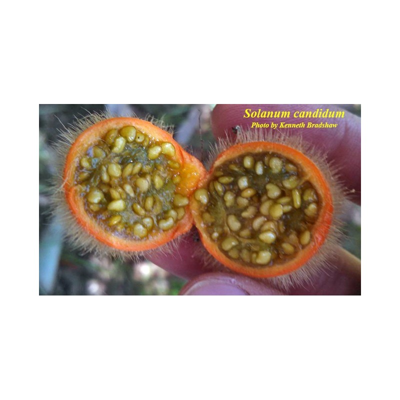 Price: €2.25 - Fuzzyfruit nightshade Samen (Solanum candidum) - 