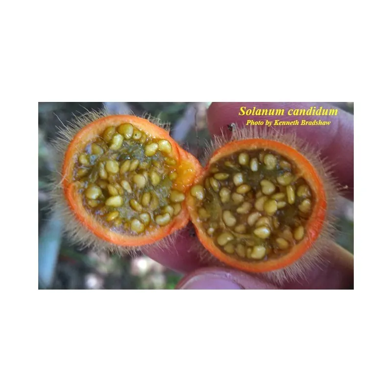 Semi di Fuzzyfruit nightshade (Solanum candidum)
