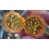 Fuzzyfruit nightshade zaden (Solanum candidum)