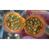 Price: €2.25 - Semi di Fuzzyfruit nightshade (Solanum candidum) - 