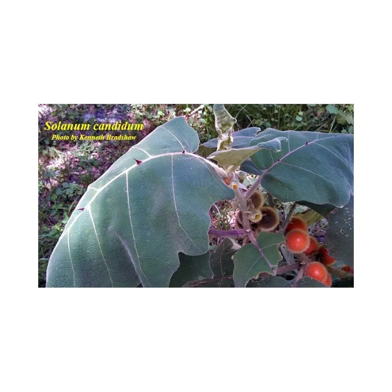 Fuzzyfruit nightshade zaden (Solanum candidum)