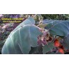 Price: €2.25 - Semi di Fuzzyfruit nightshade (Solanum candidum) - 