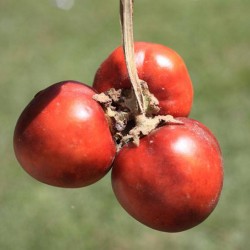 Små röda Cocona frön (Solanum sessiliflorum)