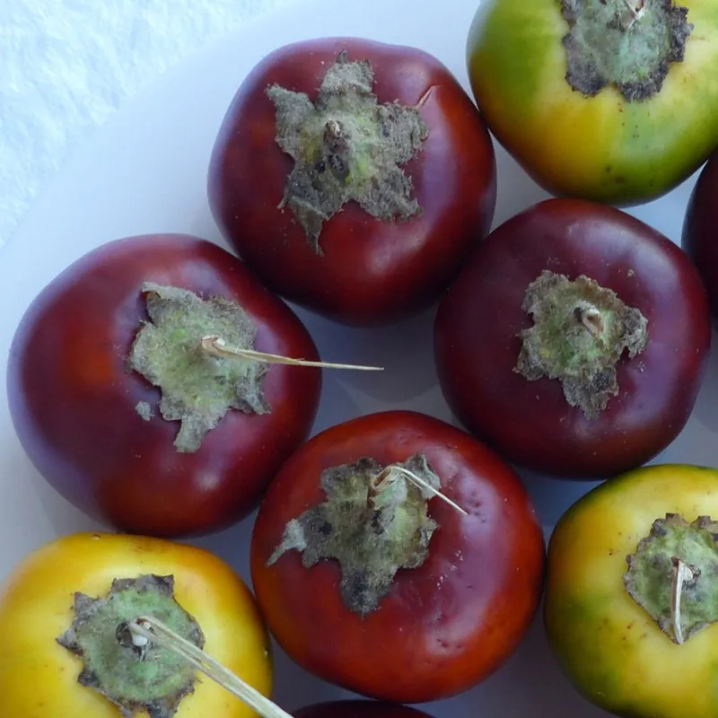 Seminte Small Red Cocona (Solanum sessiliflorum)