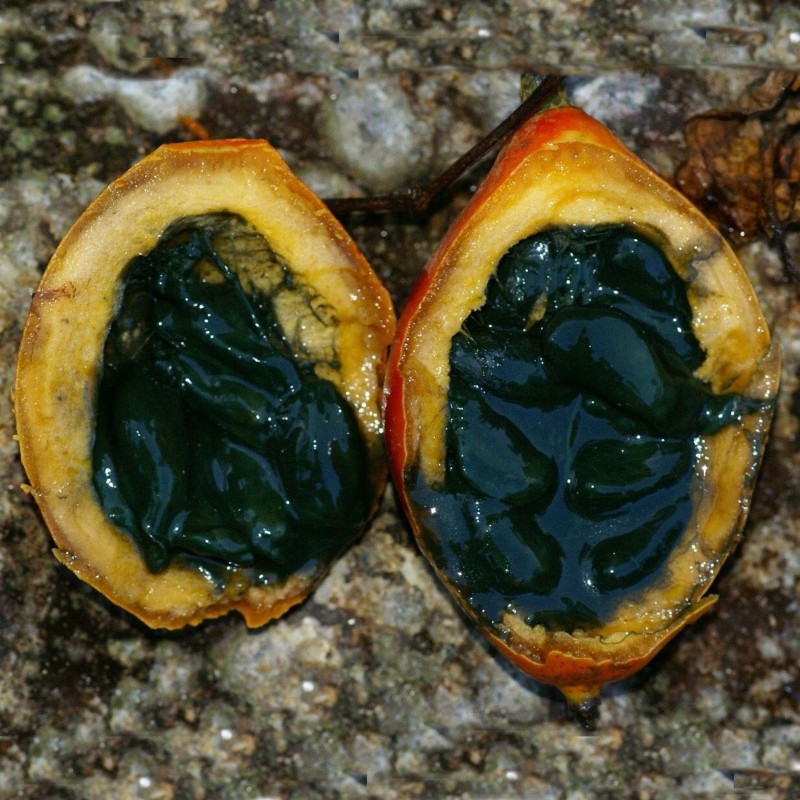 Price: €2.45 - Japanska ormkalebassfrön (Trichosanthes pilosa) - 