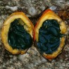 Price: €2.45 - Graines de courge serpent japonaise (Trichosanthes pilosa) - 