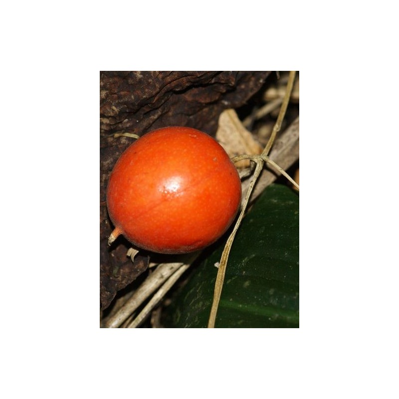 Price: €2.45 - Graines de courge serpent japonaise (Trichosanthes pilosa) - 