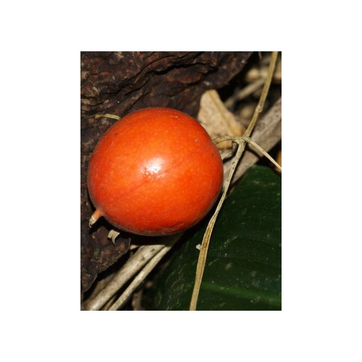 Nasiona japońskiej tykwy wężowej (Trichosanthes pilosa) - 2.205