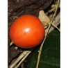 Price: €2.45 - Graines de courge serpent japonaise (Trichosanthes pilosa) - 