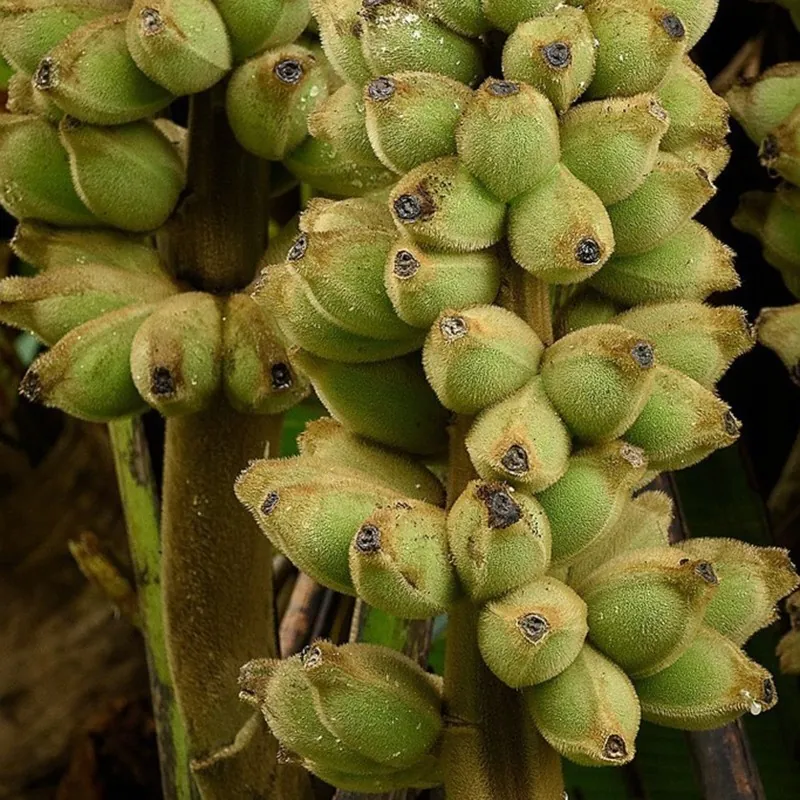 Nasiona bananowca włochatego Bornean (Musa hirta)