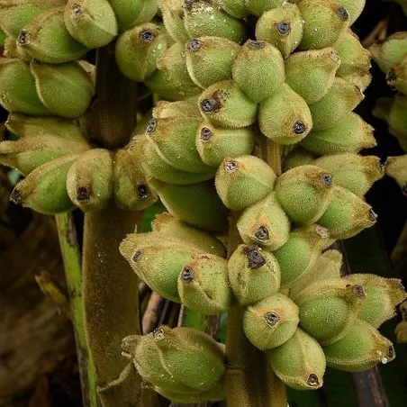 Bornean haarige Bananensamen (Musa hirta)
