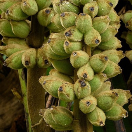 Price: €4.25 - (Musa hirta) بذور الموز البورنية المشعرة -