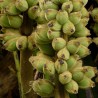 Price: €4.25 - (Musa hirta) بذور الموز البورنية المشعرة - 