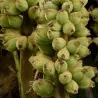 Semeno Bornean chlupaté banánu (Musa hirta)