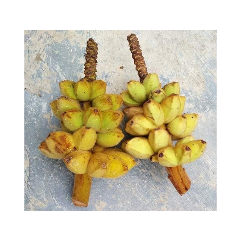 Price: €4.25 - (Musa hirta) بذور الموز البورنية المشعرة - 