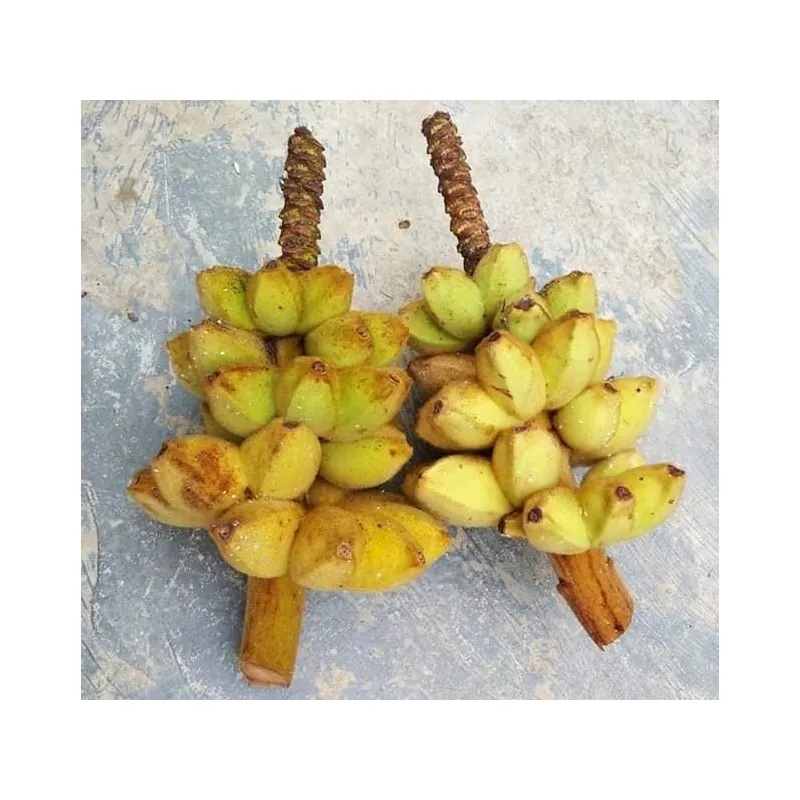 Nasiona bananowca włochatego Bornean (Musa hirta)