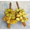 Bornean haarige Bananensamen (Musa hirta)
