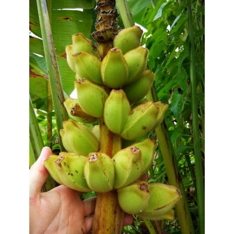 Price: €4.25 - (Musa hirta) بذور الموز البورنية المشعرة - 