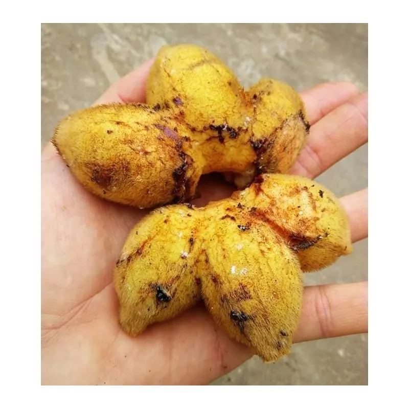 Nasiona bananowca włochatego Bornean (Musa hirta)